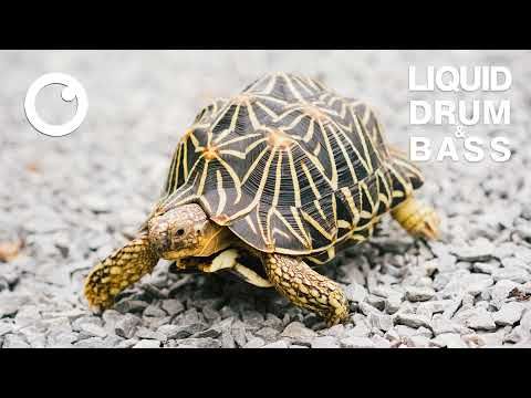 Liquid Drum & Bass Mix 2022 #53