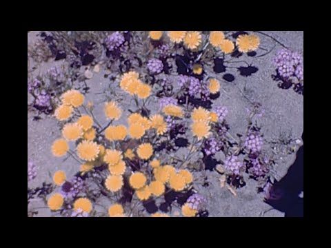 Ivan Zoloto - Pleasure Prison