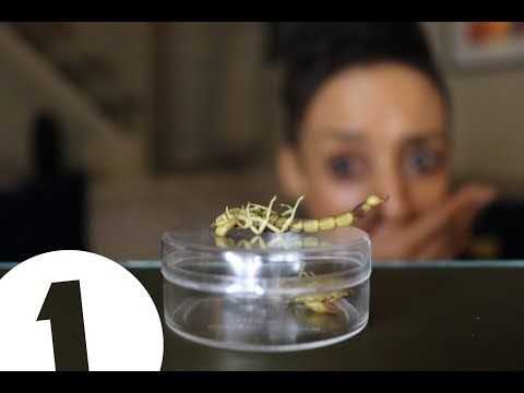 Would you eat insects to save the planet?